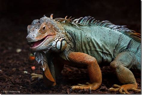 Le Grand Conclave des Iguanes: Un rassemblement mystique à l'aube de la civilisation brésilienne et une rencontre insolite avec les forces cosmiques